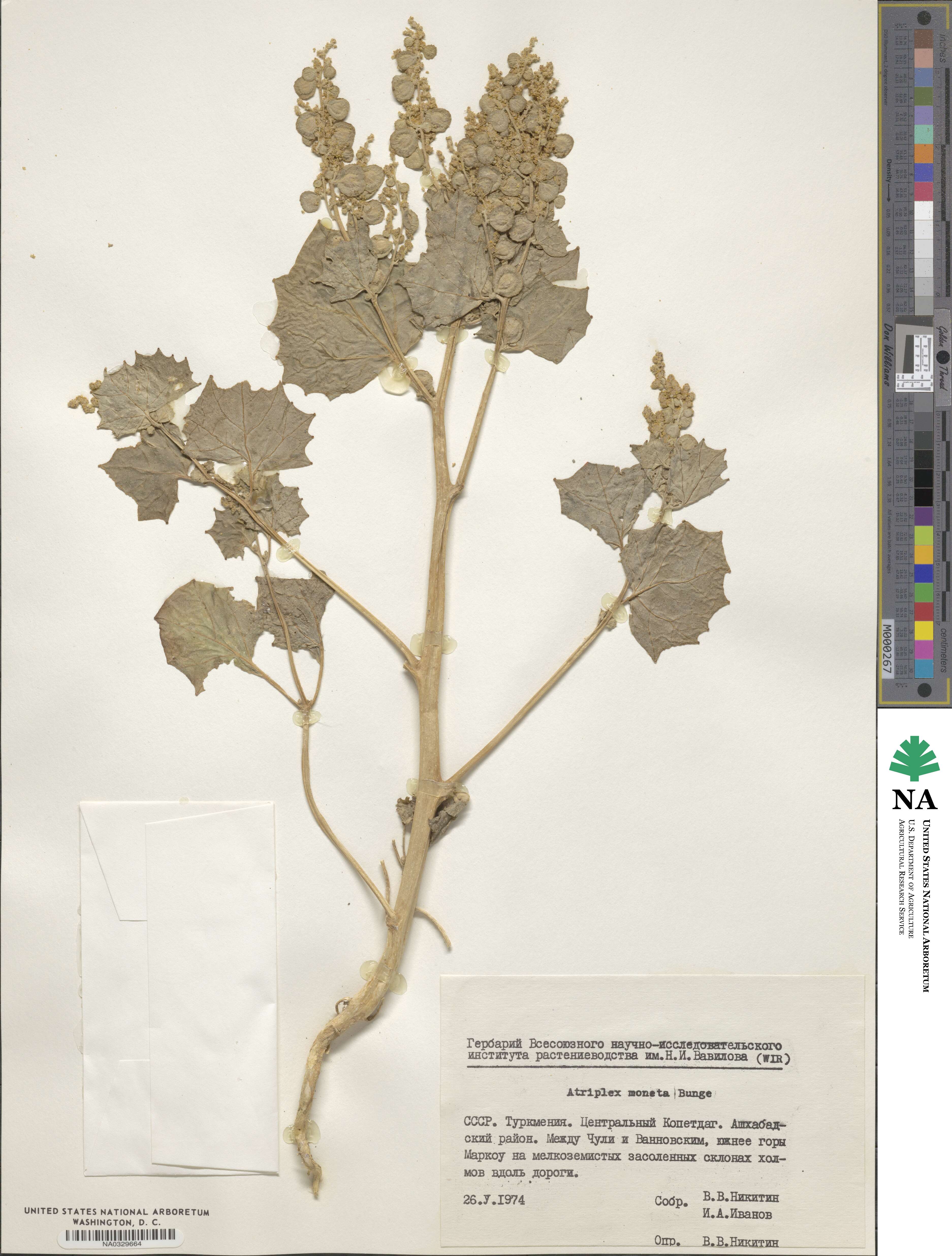 Atriplex moneta image