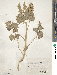 Atriplex moneta image