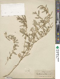 Atriplex semibaccata image