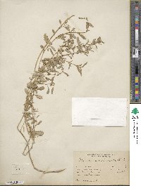 Atriplex semibaccata image