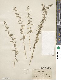 Atriplex semibaccata image