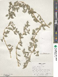 Atriplex semibaccata image