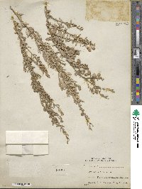 Atriplex vesicaria image