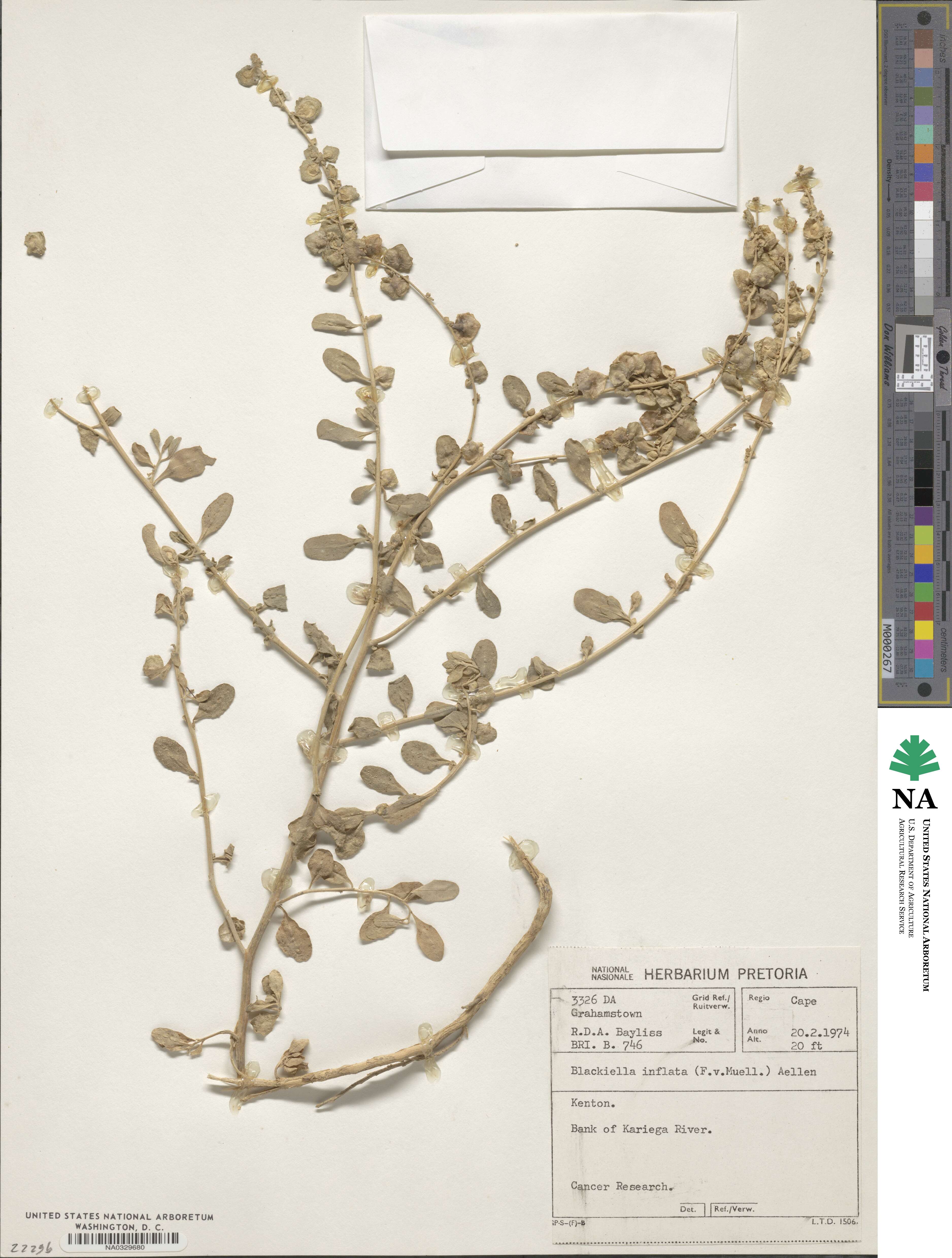 Atriplex lindleyi subsp. inflata image