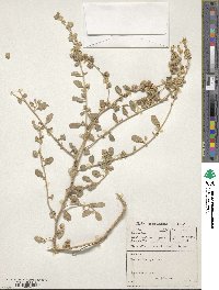 Atriplex lindleyi image