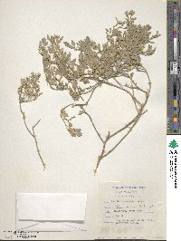 Atriplex halimoides image