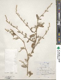 Image of Atriplex laciniata