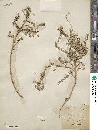 Atriplex glauca image