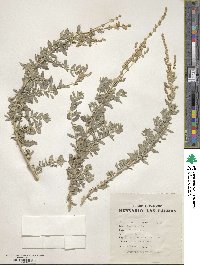 Atriplex glauca image