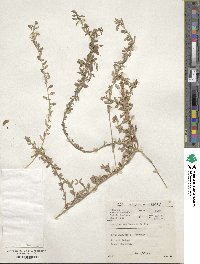 Atriplex semibaccata image