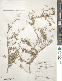 Atriplex semibaccata image