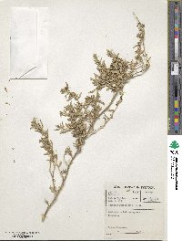 Atriplex semibaccata image