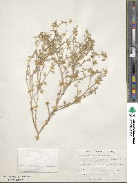 Image of Atriplex acutibractea