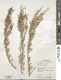 Atriplex paludosa image