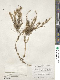 Atriplex paludosa image