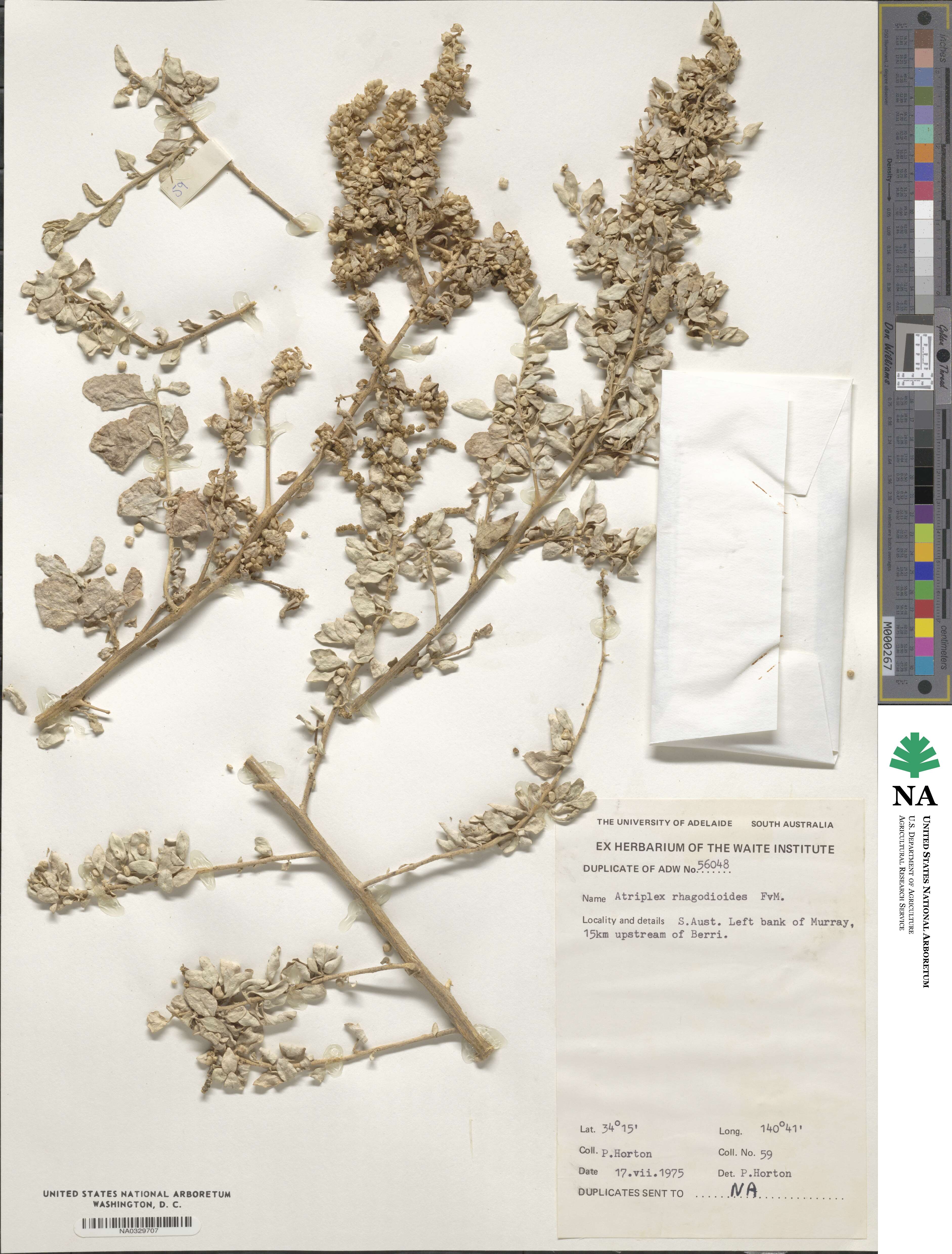 Atriplex rhagodioides image