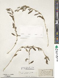 Atriplex semibaccata image