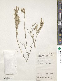 Atriplex vesicaria image