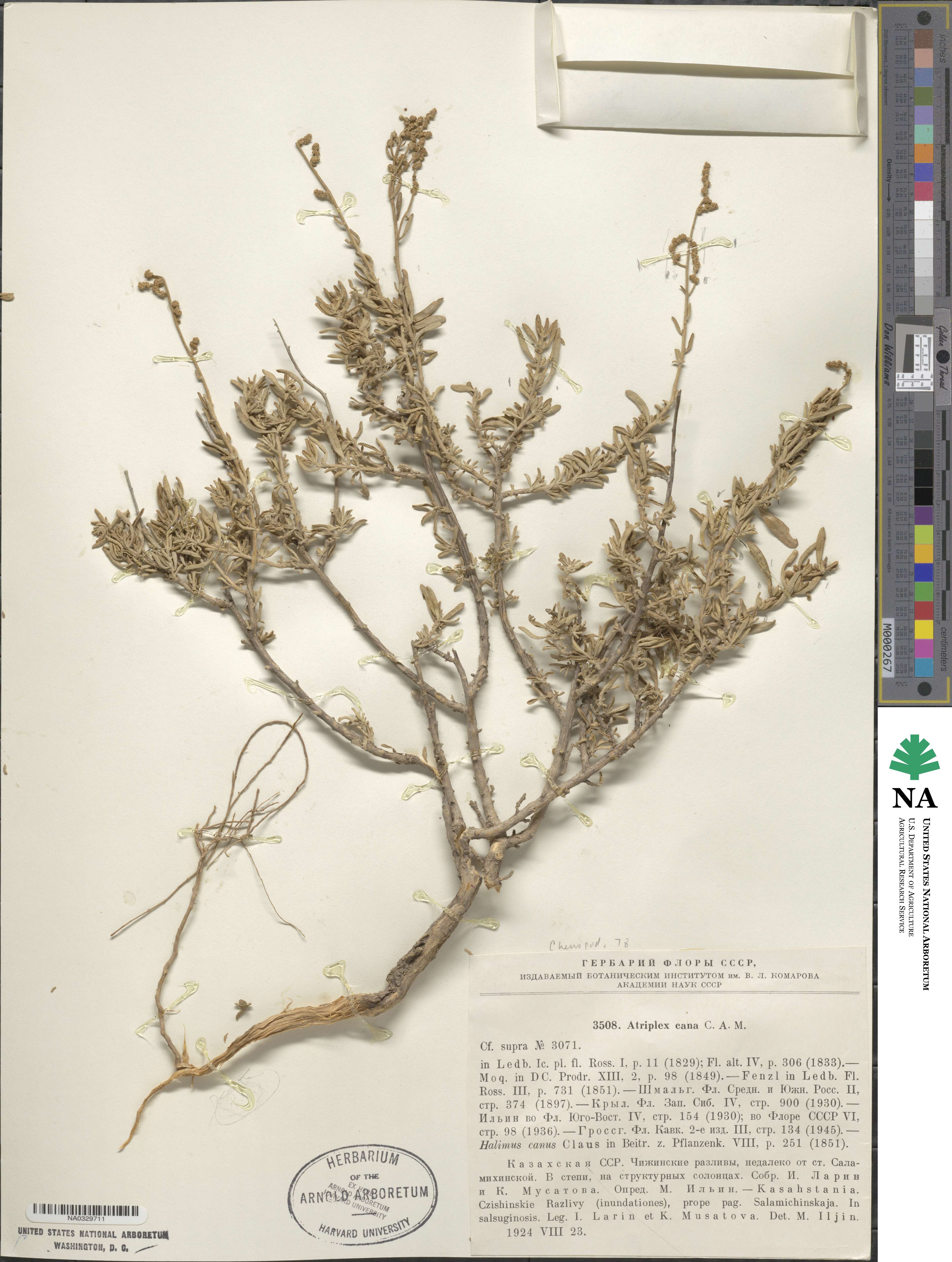 Atriplex cana image
