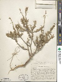 Atriplex cana image