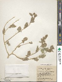 Atriplex dimorphostegia image