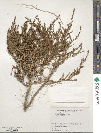 Atriplex gmelinii image