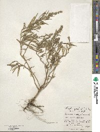 Atriplex gmelinii image