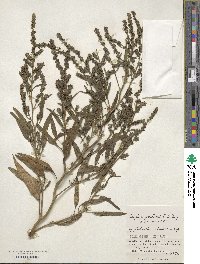 Atriplex gmelinii image