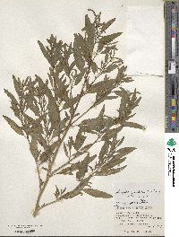 Atriplex gmelinii image