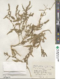 Atriplex gmelinii image