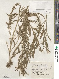 Atriplex gmelinii image