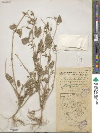 Atriplex prostrata subsp. prostrata image