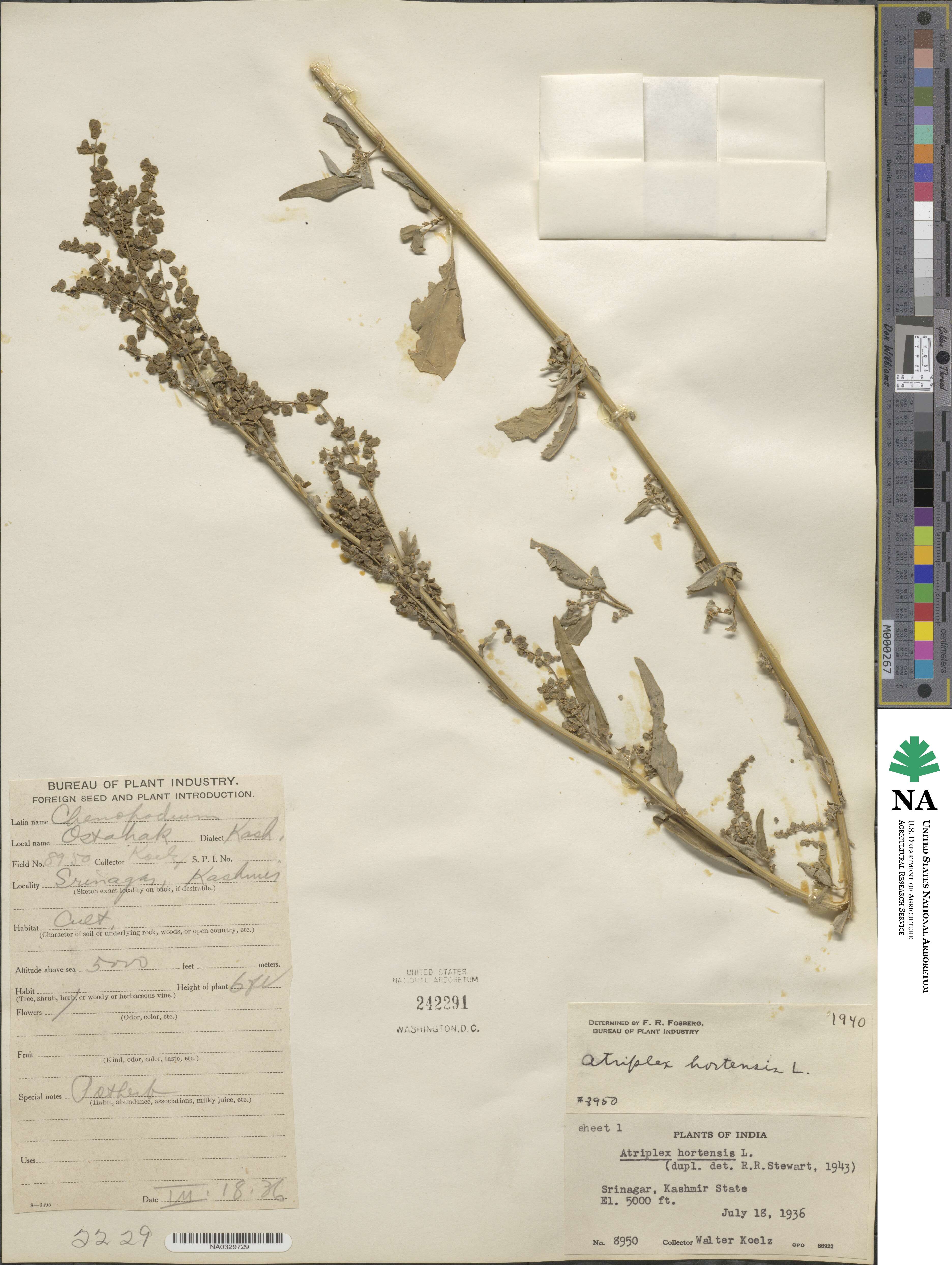 Atriplex hortensis image