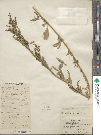 Atriplex hortensis image