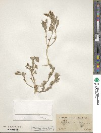 Atriplex laciniata image