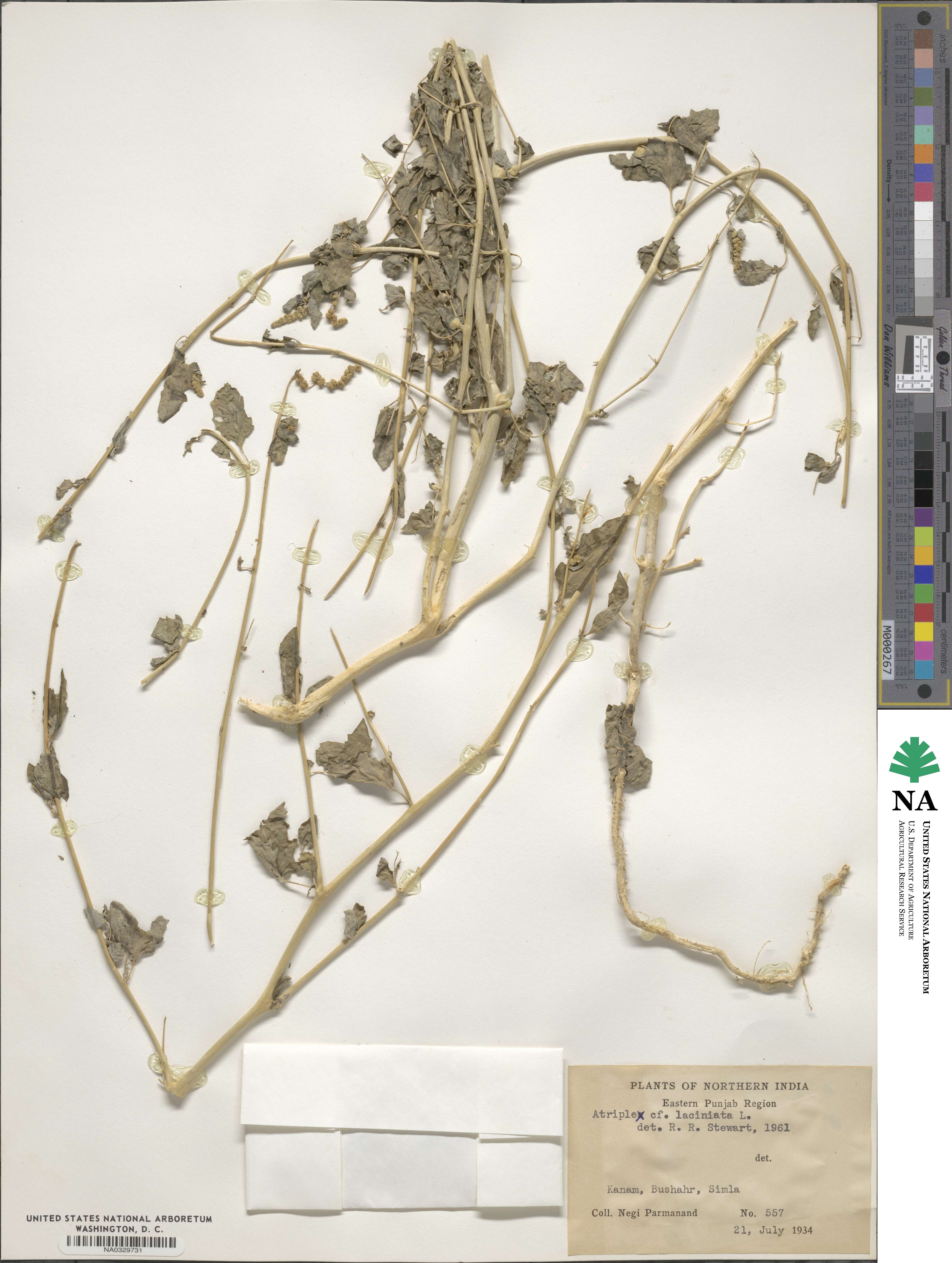 Atriplex laciniata image