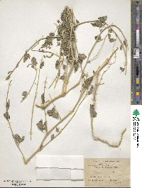 Atriplex laciniata image