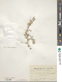 Atriplex leucoclada image