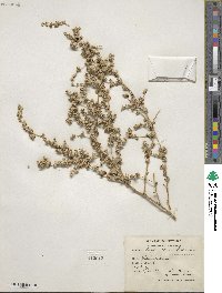 Atriplex leucoclada image