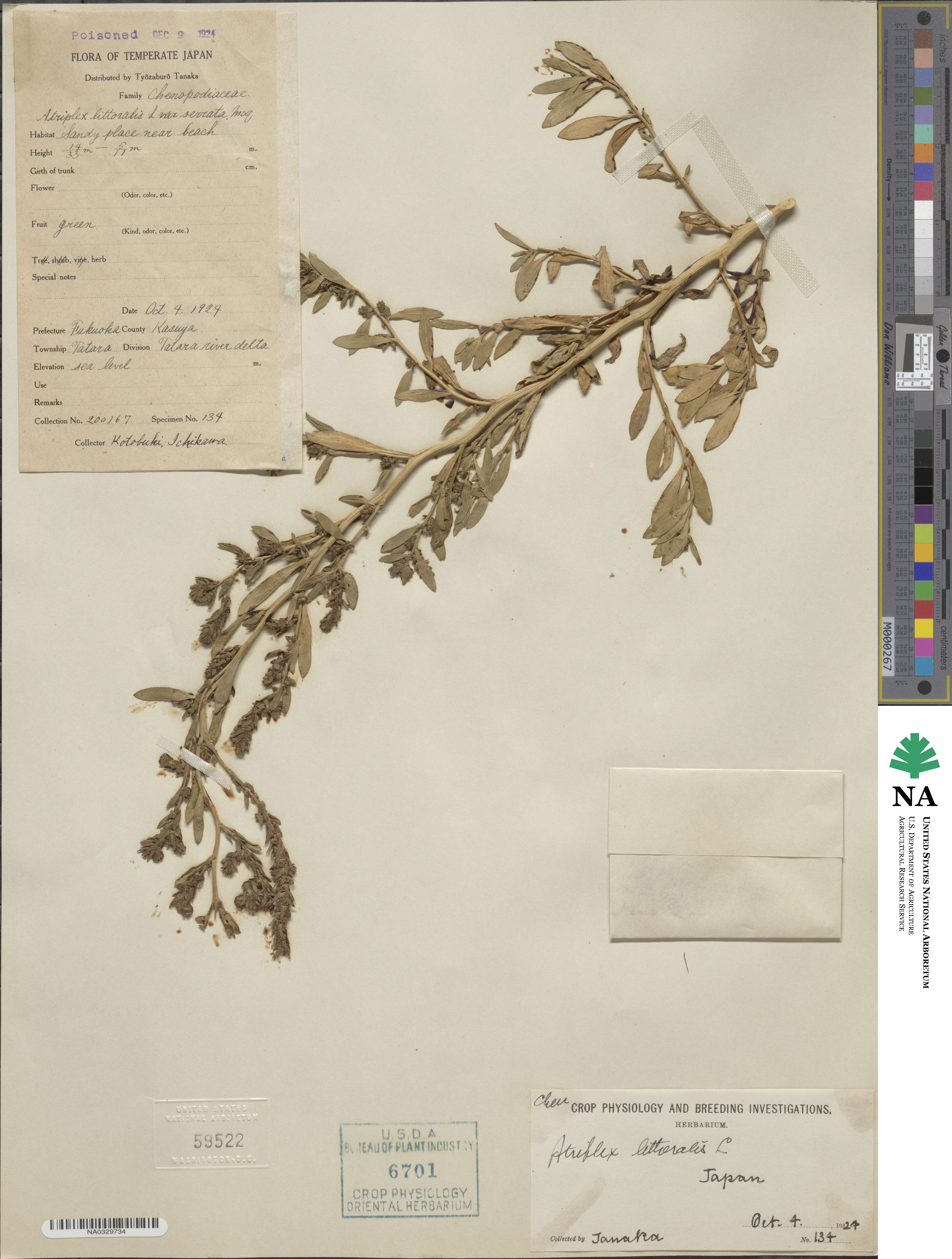 Atriplex littoralis image