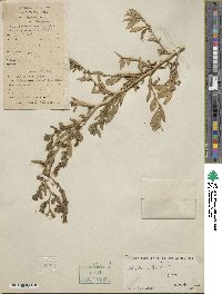 Atriplex littoralis image