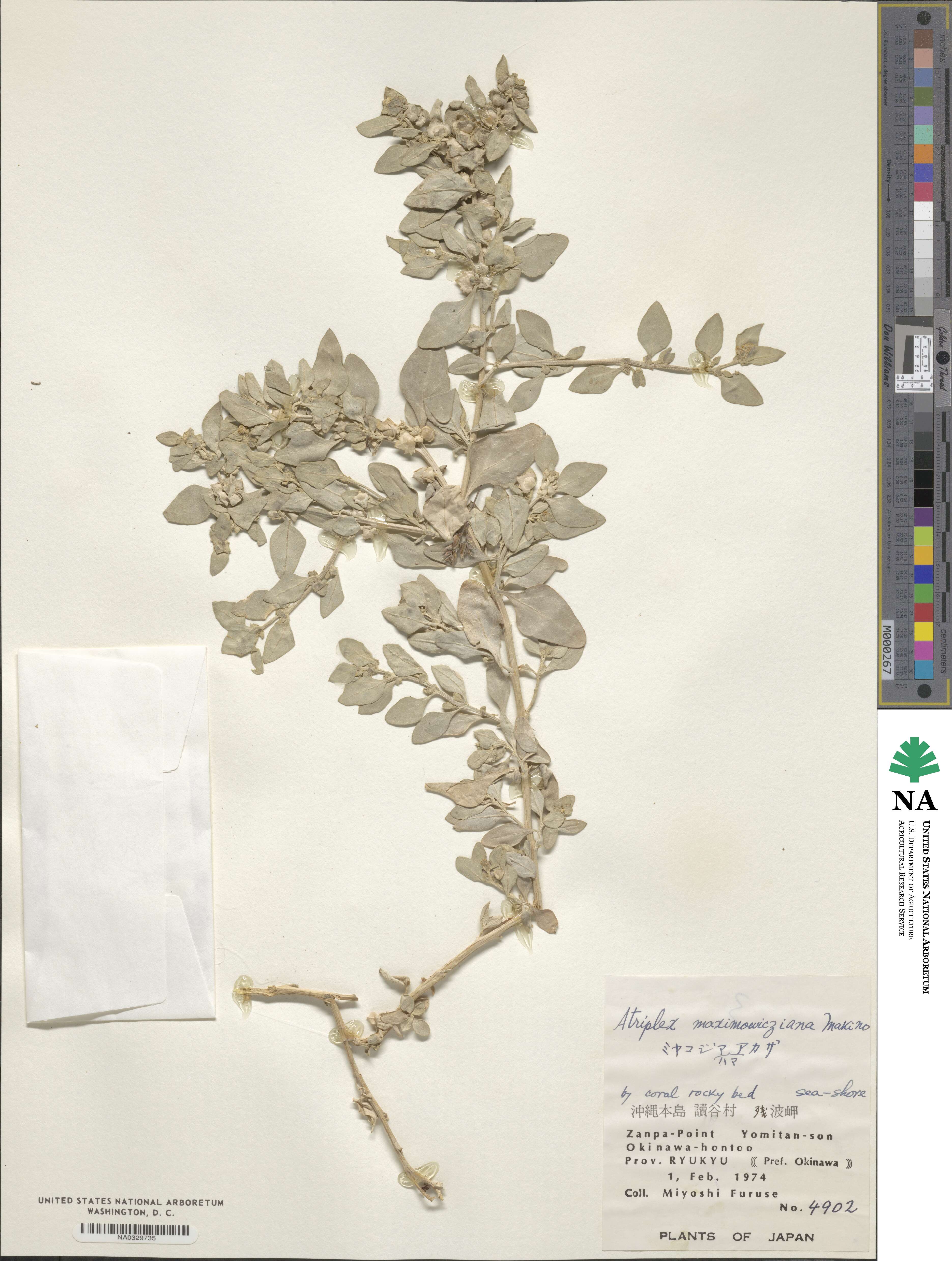 Atriplex maximowicziana image