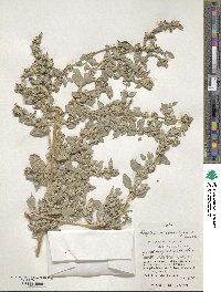 Atriplex maximowicziana image