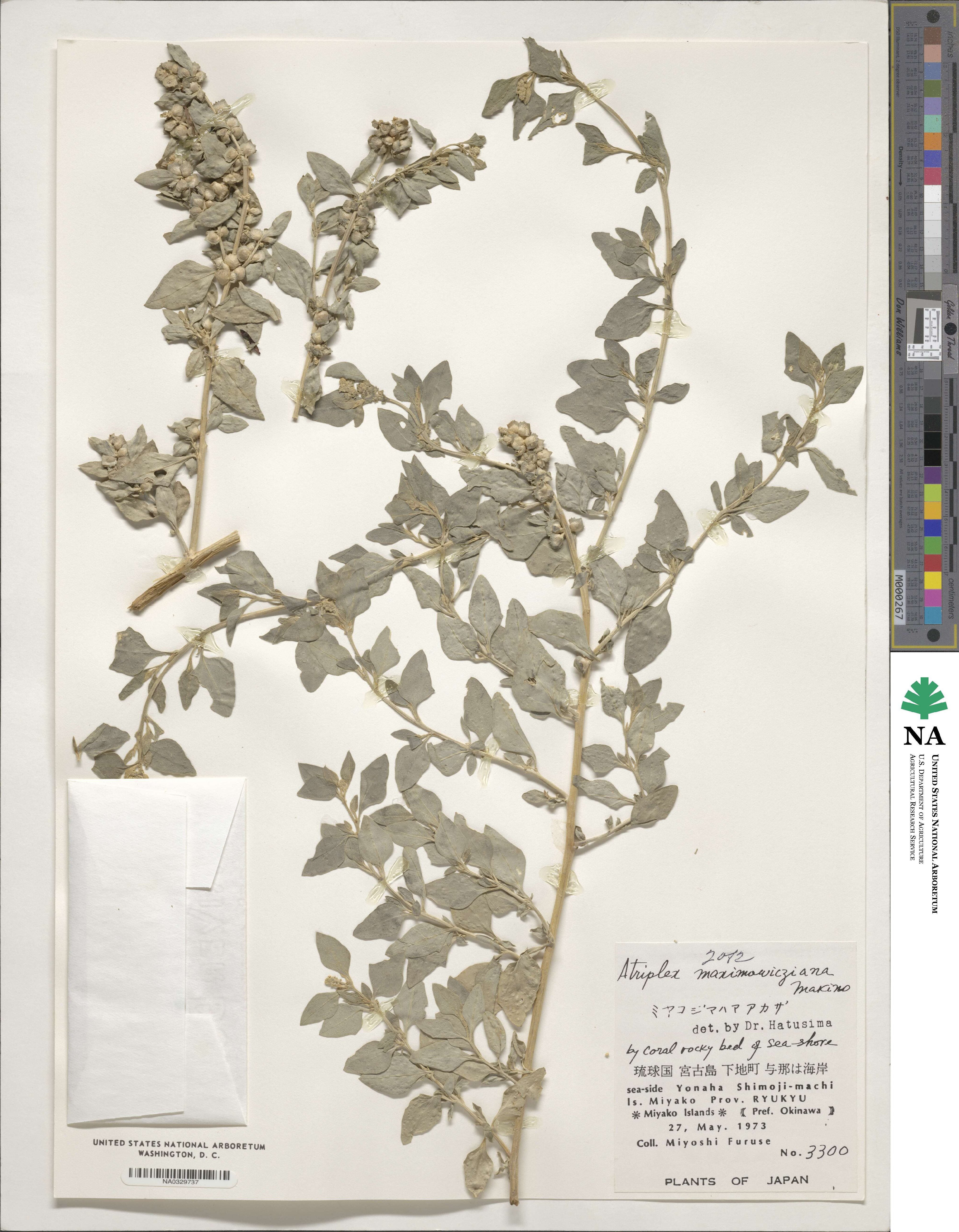 Atriplex maximowicziana image