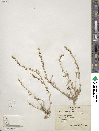 Atriplex glauca image