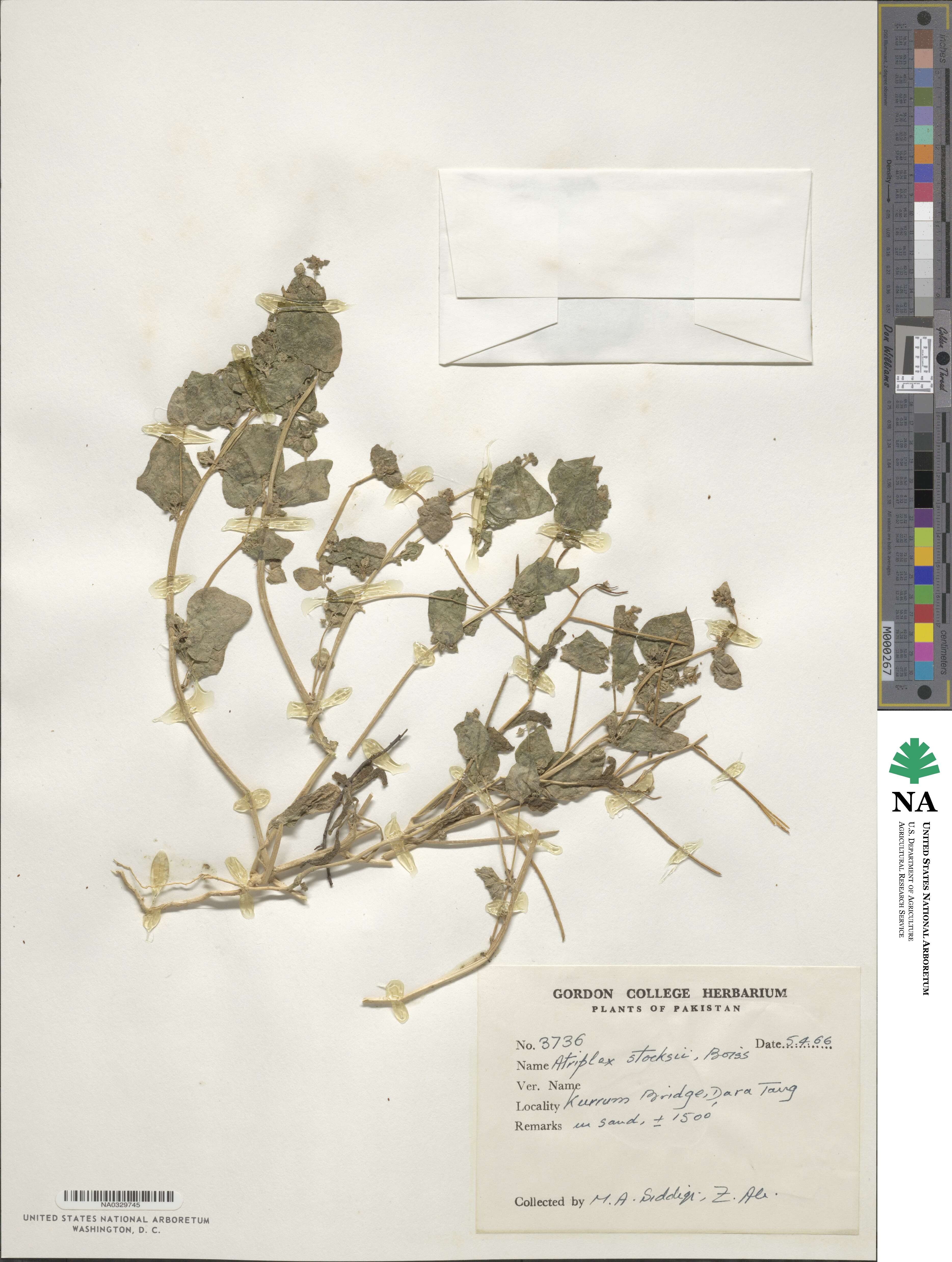 Atriplex griffithii image