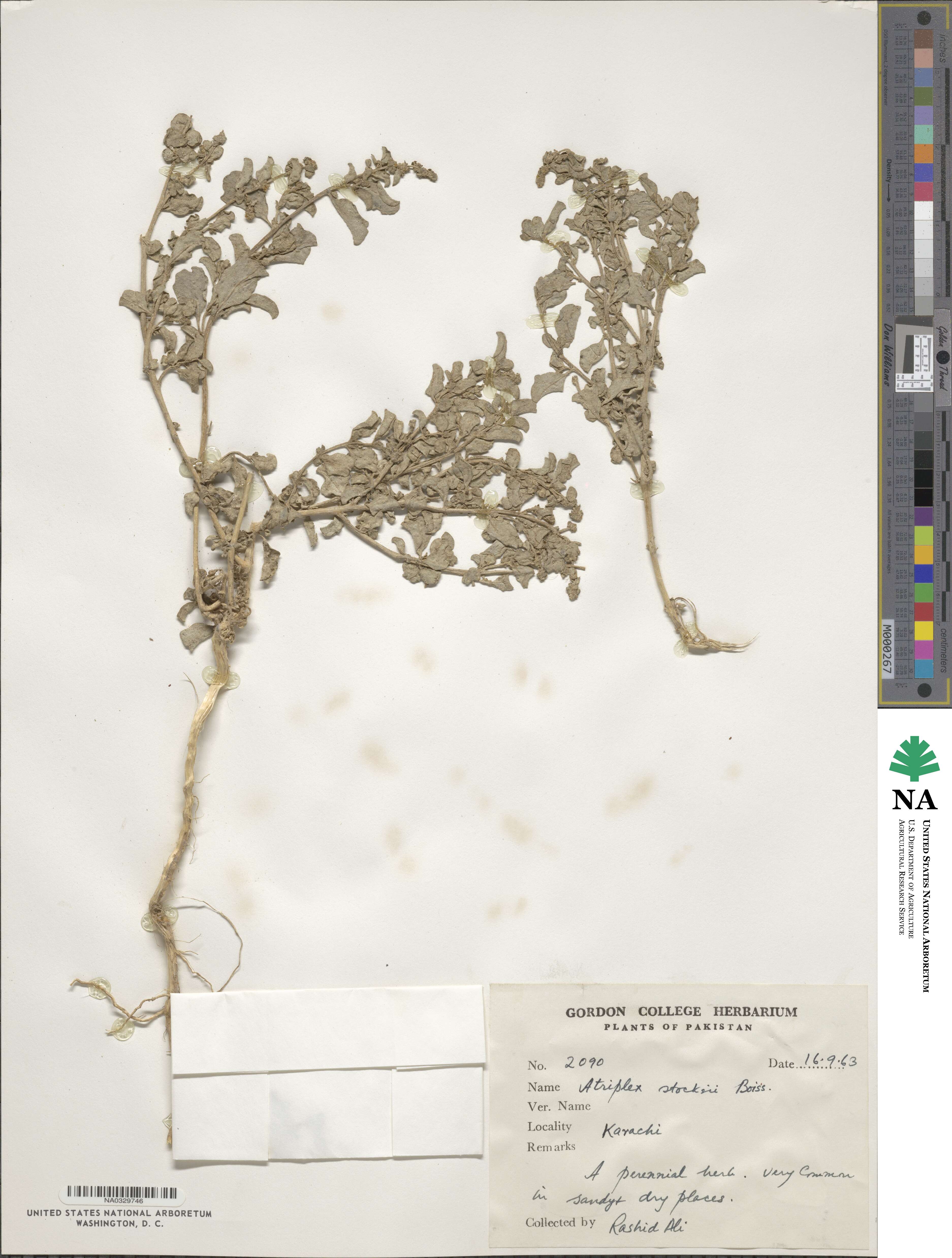 Atriplex griffithii subsp. stocksii image