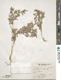 Atriplex griffithii image