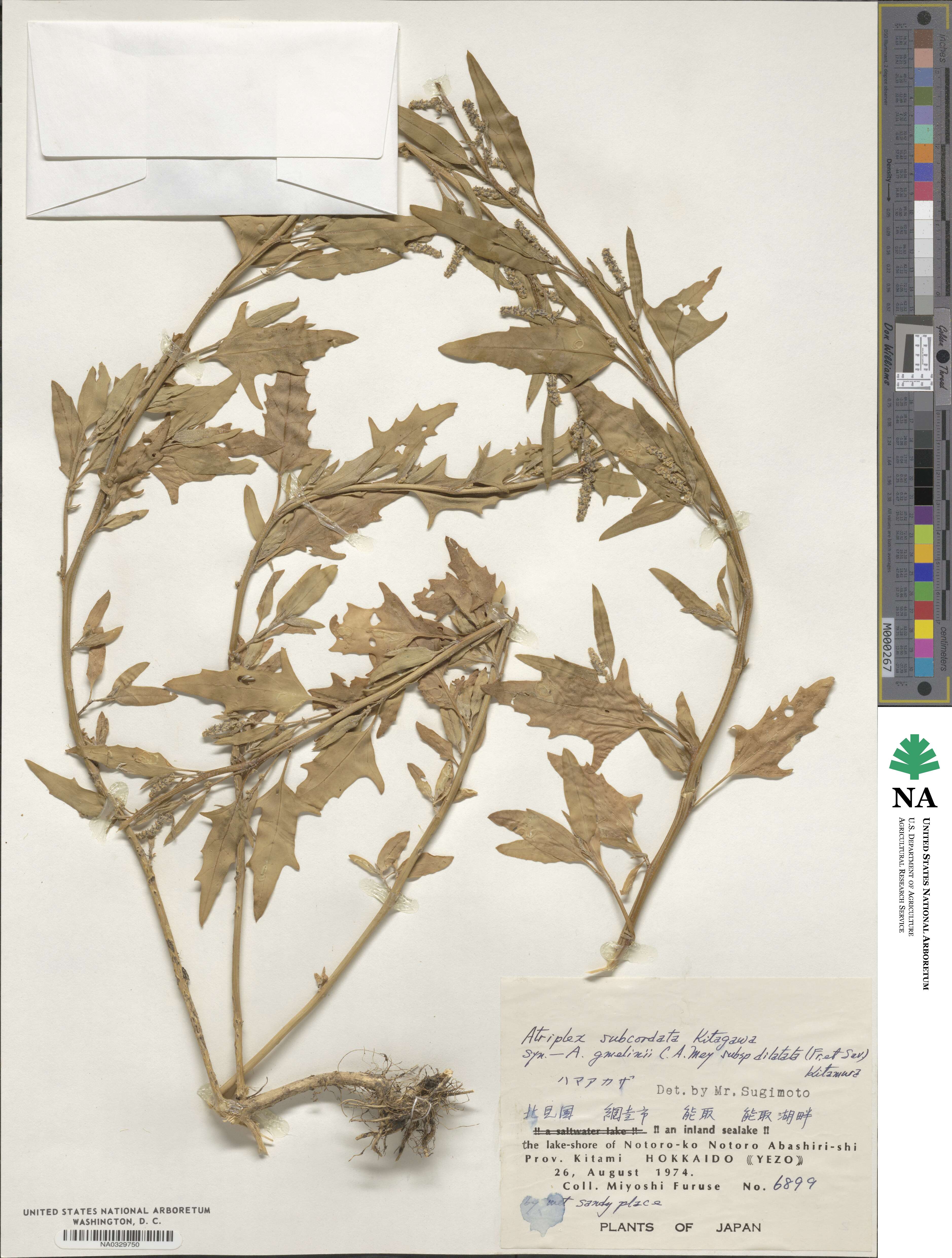 Atriplex subcordata image