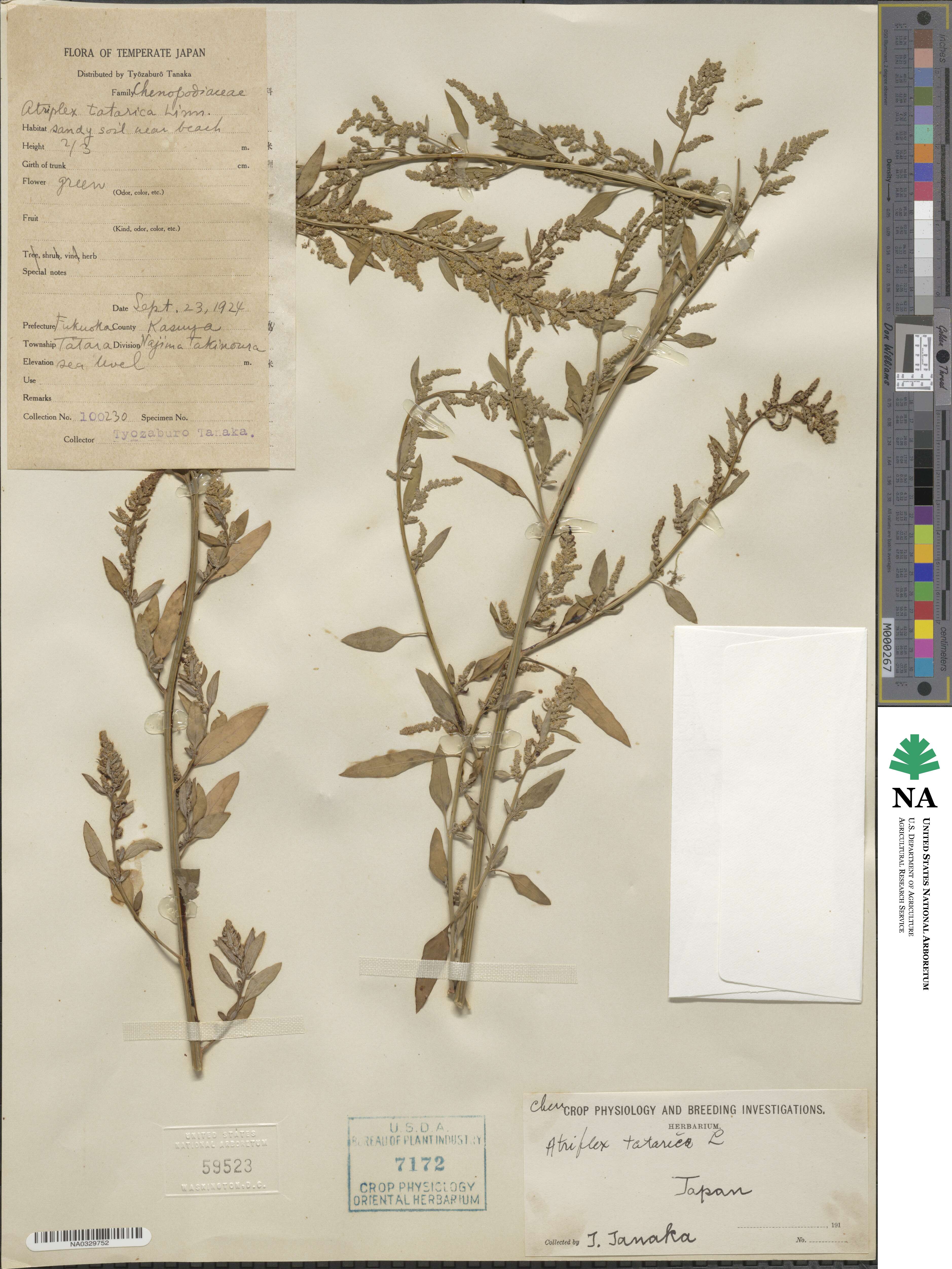 Atriplex tartarica image